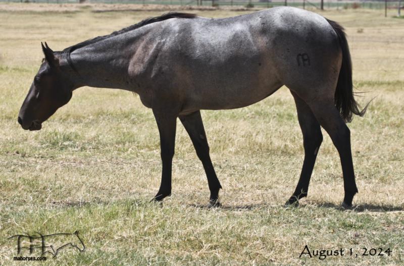 Hancocks Blu Babe MA 2022's Blue Roan Filly